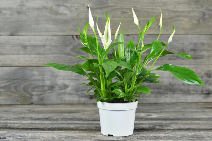 Peace lily